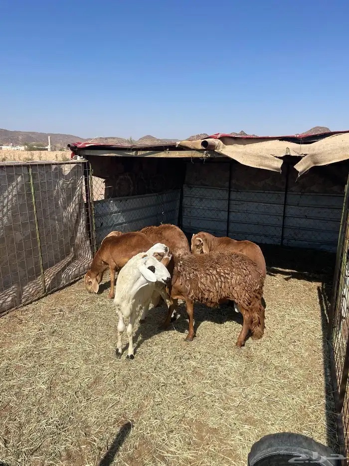 سواكن جذعان 1