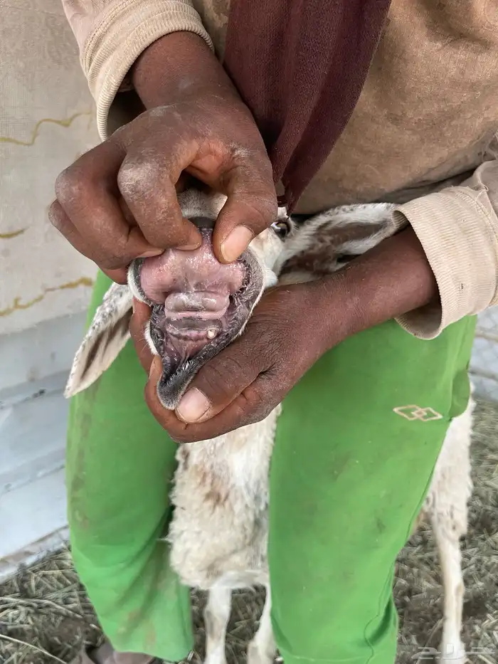 شوهات وليد 2