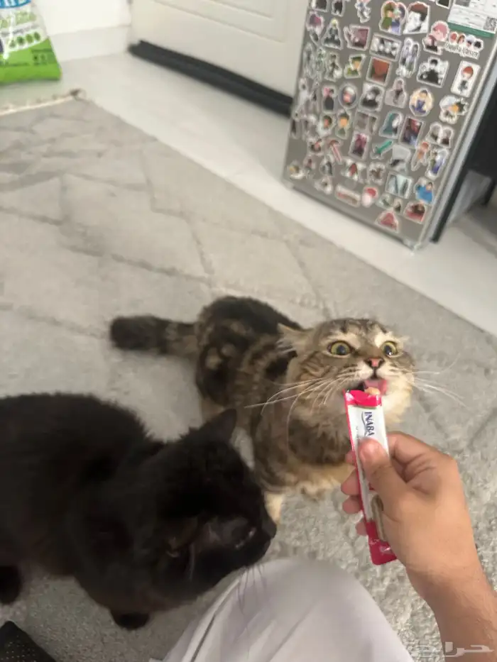 قطط ذكر وأنثى لتبني 1