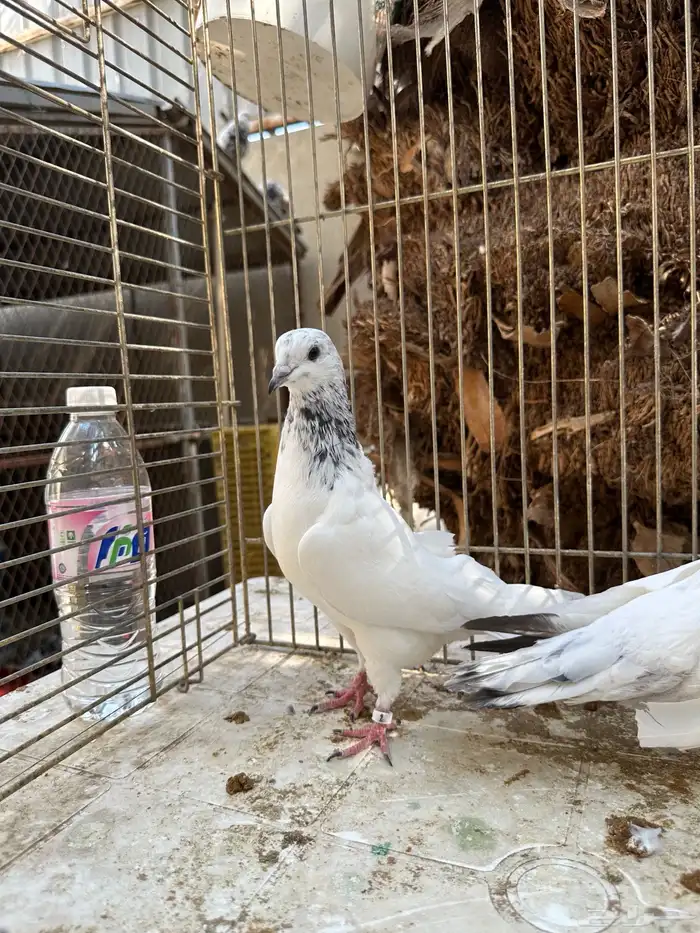 جوز باكستاني موتياء 1