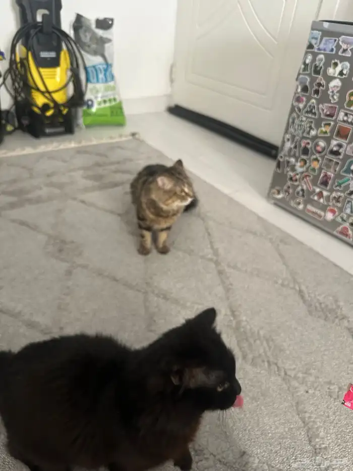 قطط ذكر وأنثى لتبني 5