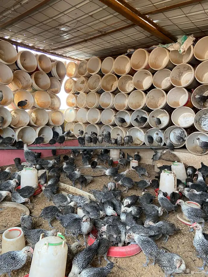 فروج دجاج فيومي 0