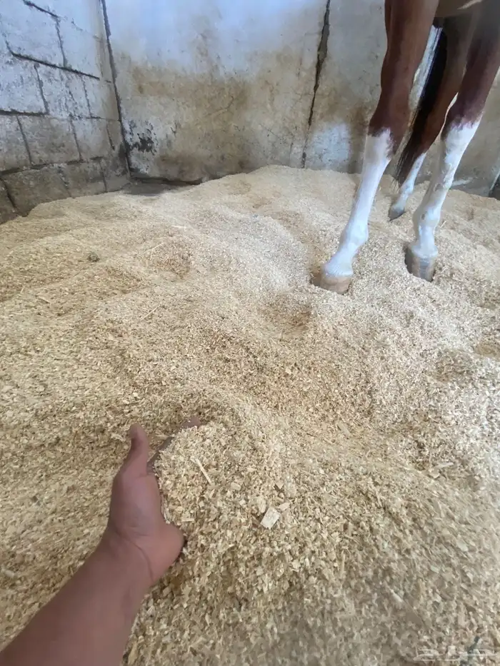 مربط اوس الحجاز للخيل العربية الاصيلة 4