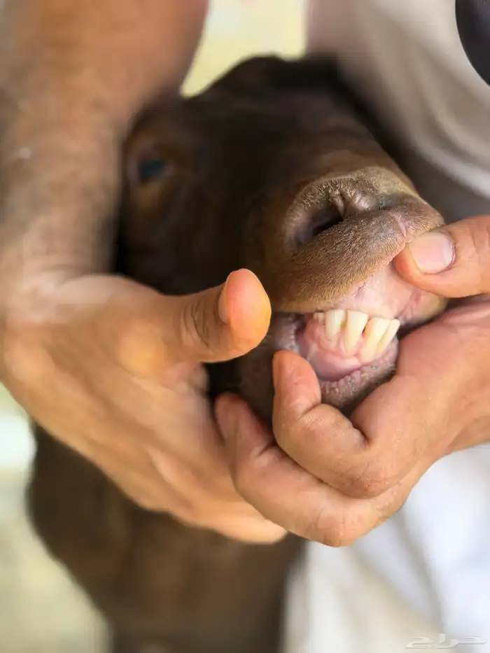 ماعز مرسيانو المعروفة بإنتاج الحليب 1