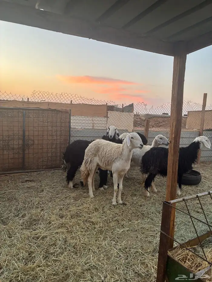 غنم نجد دفيع طيبه 2