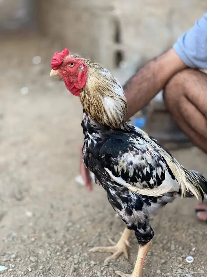 ديك باكستاني 0