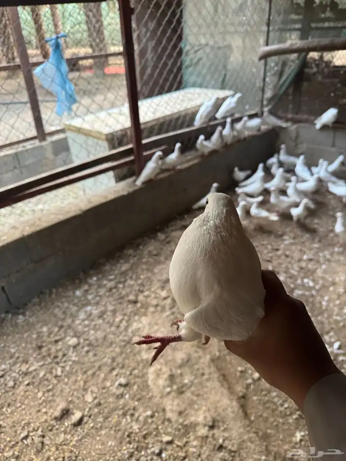 حمام فرنسي 2