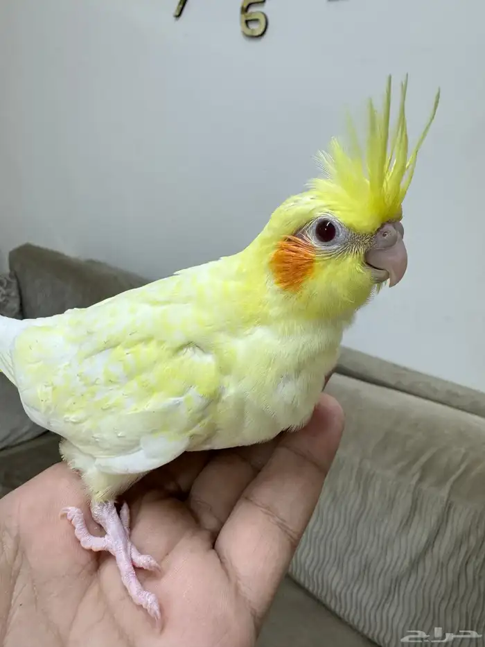 اتوفرت فروخ جديدة ( كنيور -كروان -روز ) 6