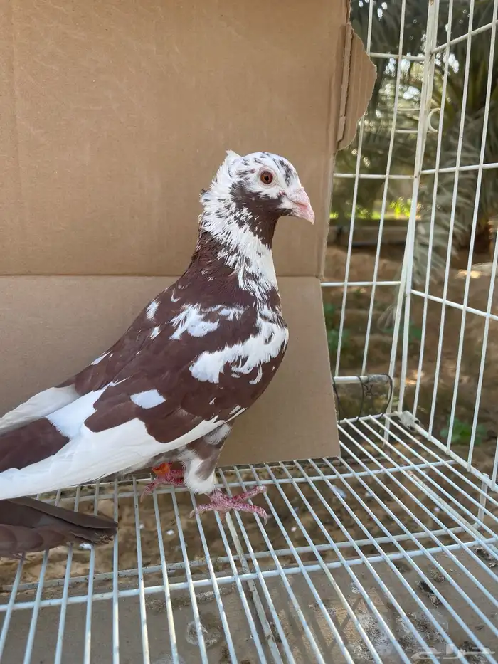 زاجل اجواز 8