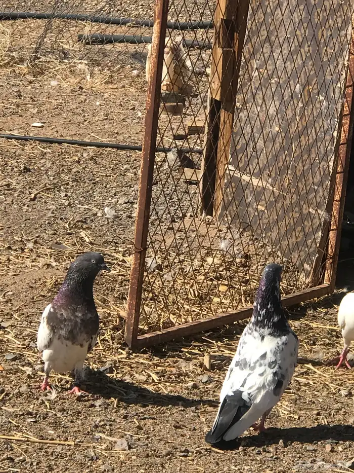 حمام باكستاني 4