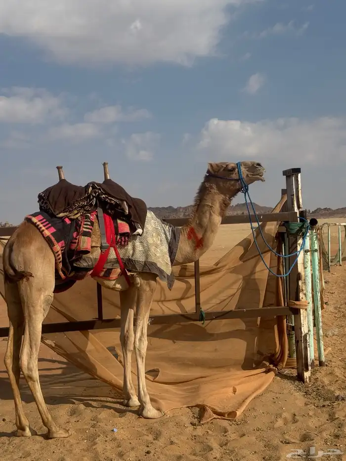 قعود طبع شرط ثني 1