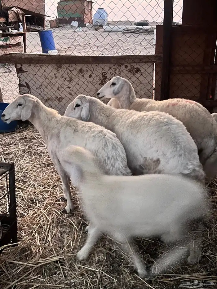 ضان دفيع ومتابيع 3