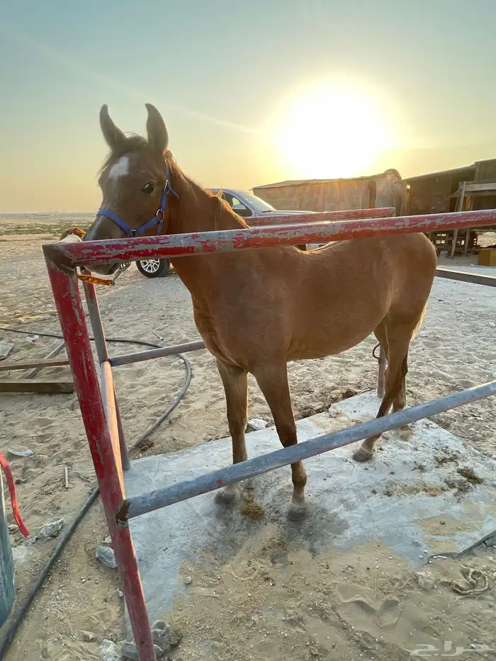 مهر شعبي شيخ 0