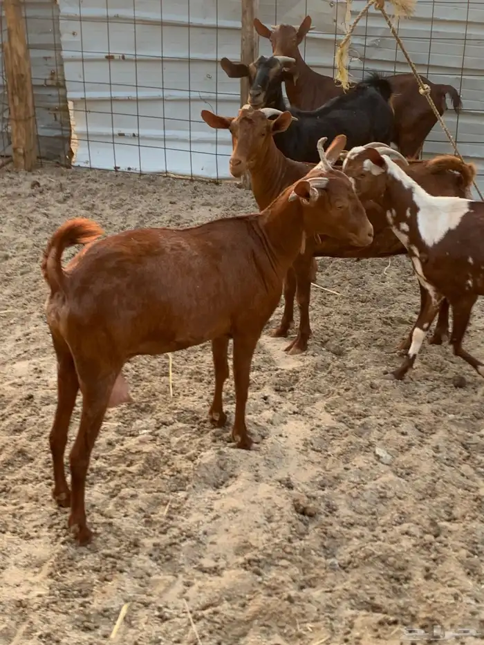 للبيع معزا دهم مواليد 4