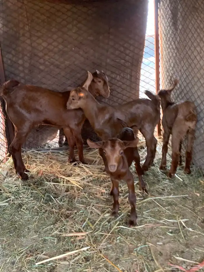 للبيع معزا دهم مواليد 11