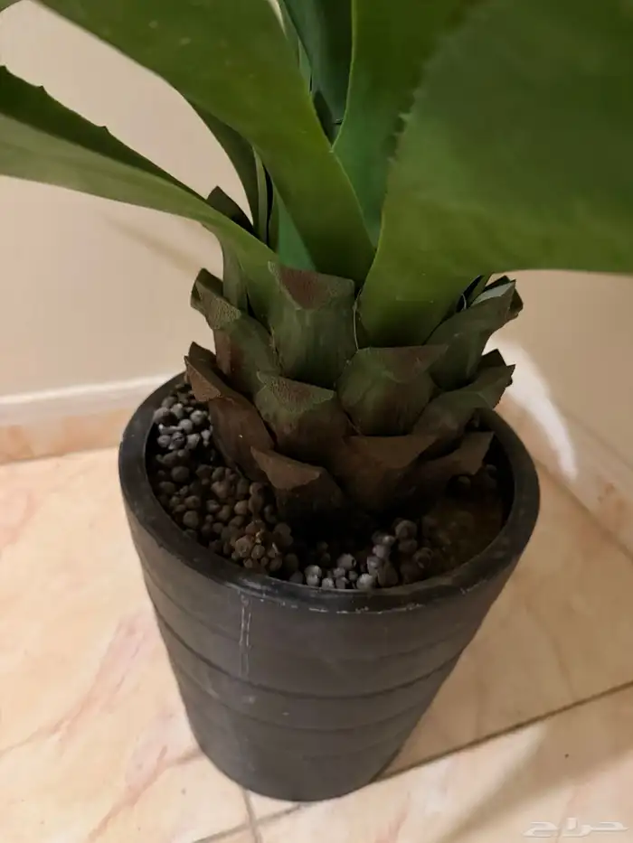 شجرة طبيعية و مكيف صحراوي 3