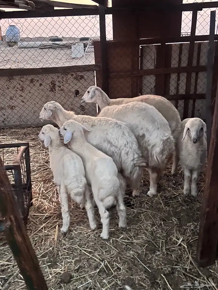 ضان دفيع ومتابيع 2