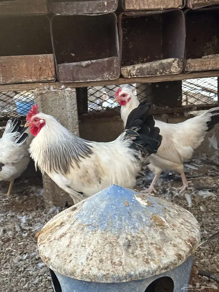 دجاج فرنسي 3
