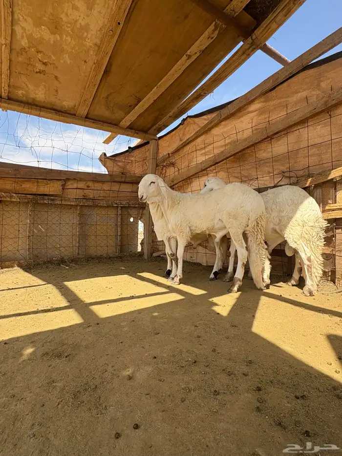 القصيم الرس طريق القرين 0