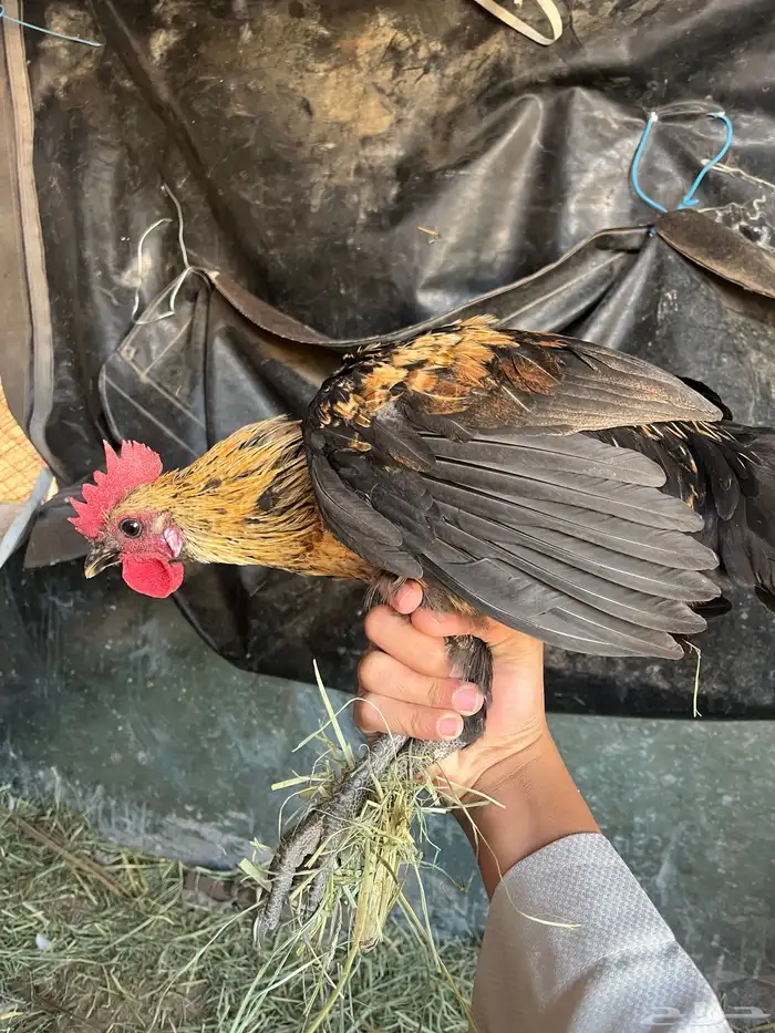 دجاجه فريه و ديك شوكي ماشاءالله تبارك الله 6