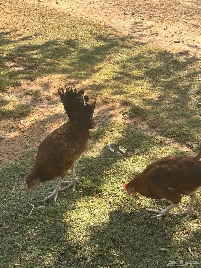 دجاج وديكه 2