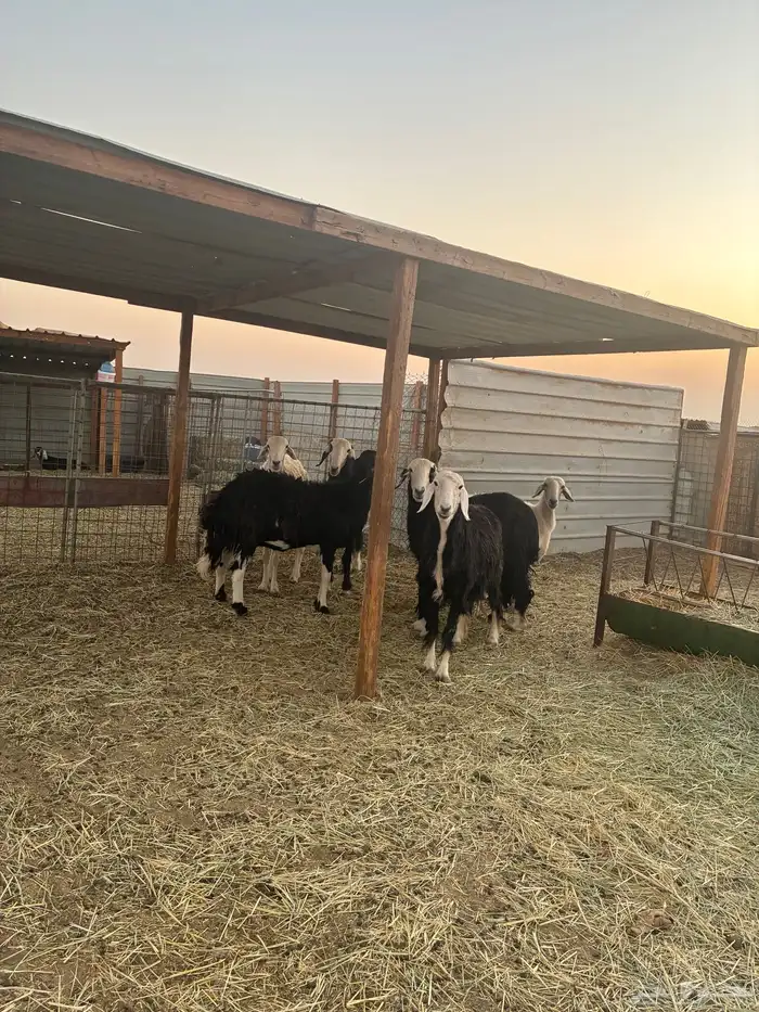 غنم نجد دفيع طيبه 8