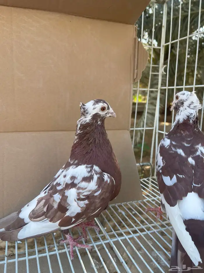 زاجل اجواز 9