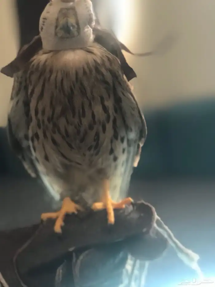 باشق مدرب للبيع علا اعلا سومه لا يجي الا الصامد 1