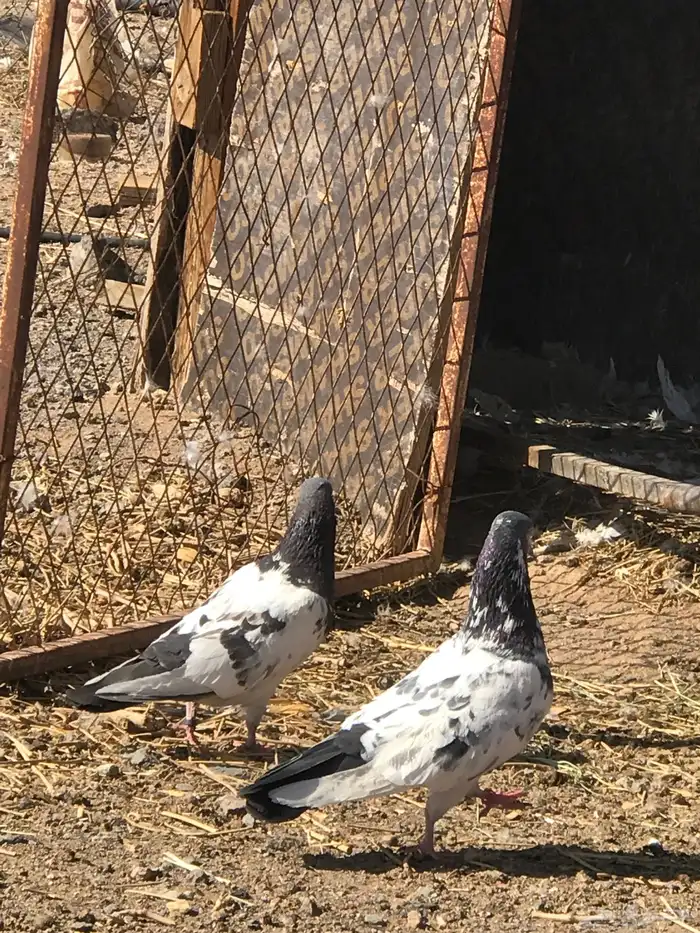 حمام باكستاني 6