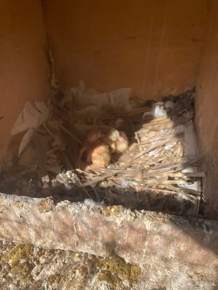 زاجل اجواز 12