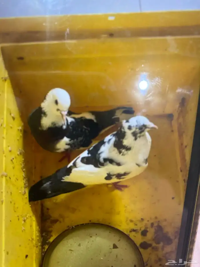 حمام عل اسوم 0