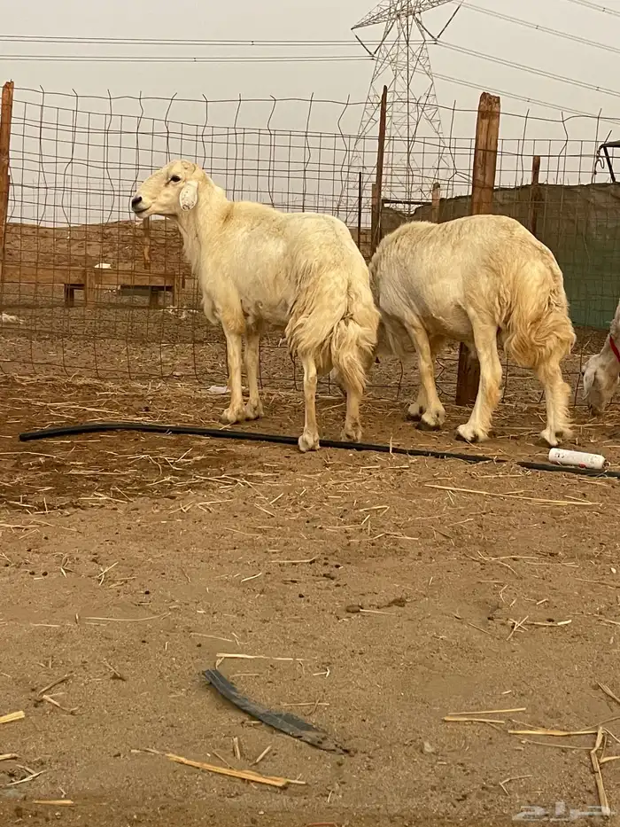 33 غنم حريات حرش جروم منوة القاني تبارك الله.. 2