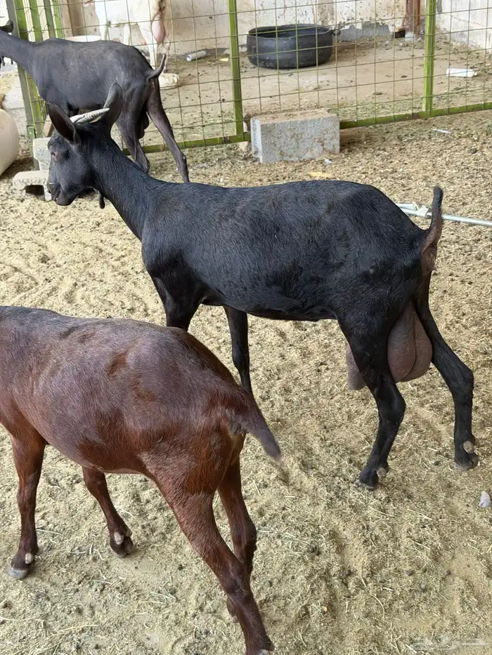 ماعز مرسيانو المعروفة بإنتاج الحليب 2