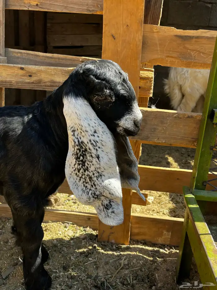 معزا للبيع 5