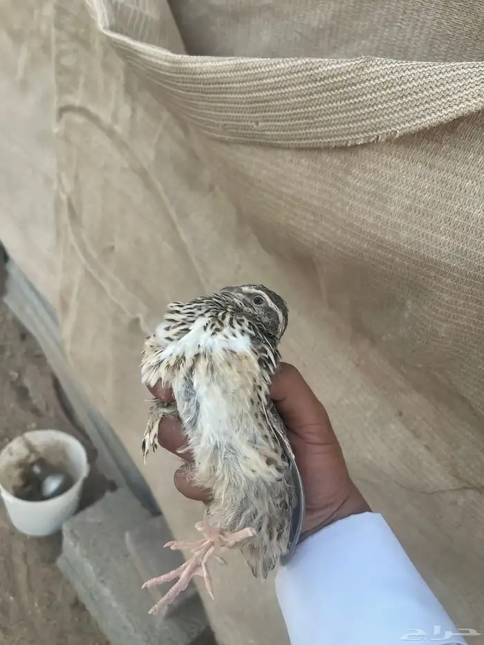 محميه فرح ( سمان ) 0