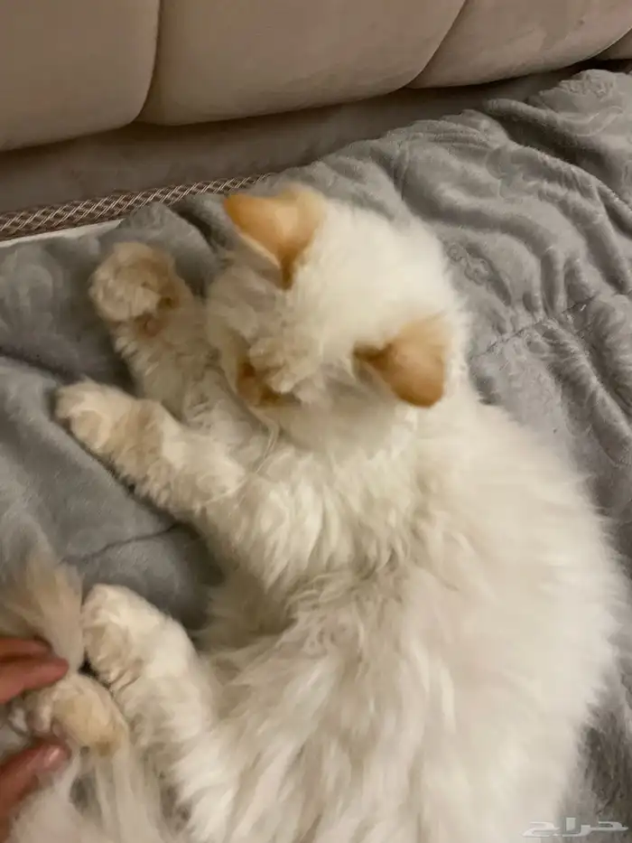 قط للبيع العمر 4 شهور 0