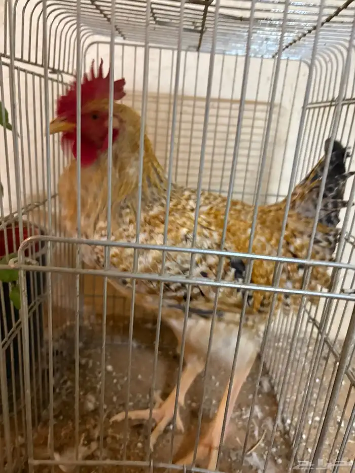 للبيع ديك حجم كبير ومذن من سلاله التركي و الفرنسي 0