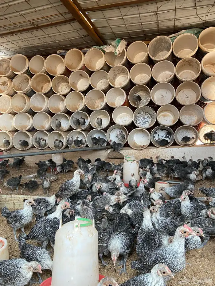 فروج دجاج فيومي 1