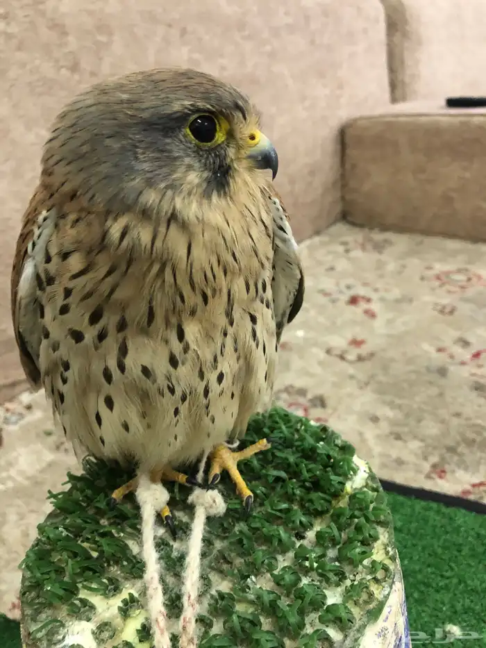 شبوط للبيع 0