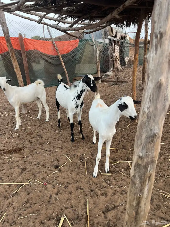 بيشي ذبايح تيوس بلدي 0