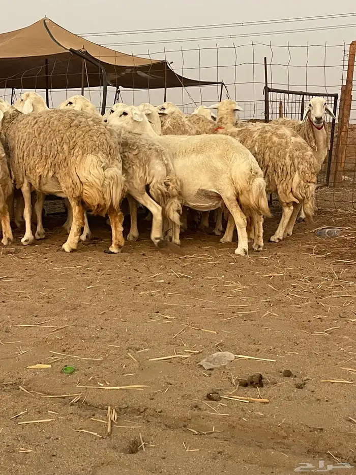 33 غنم حريات حرش جروم منوة القاني تبارك الله.. 1