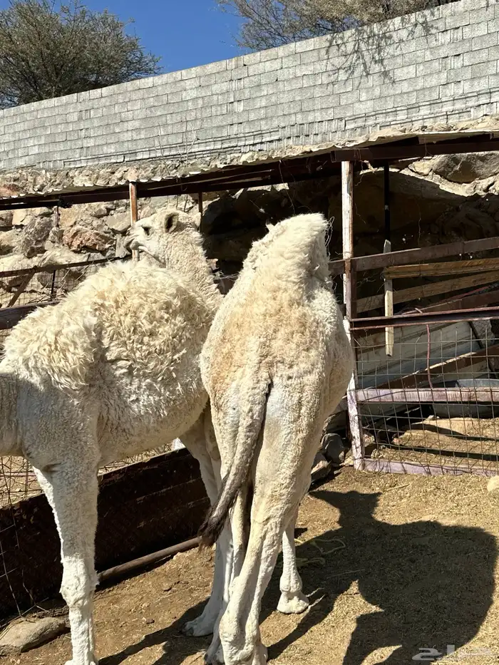 قعدان 2 للبيع 1