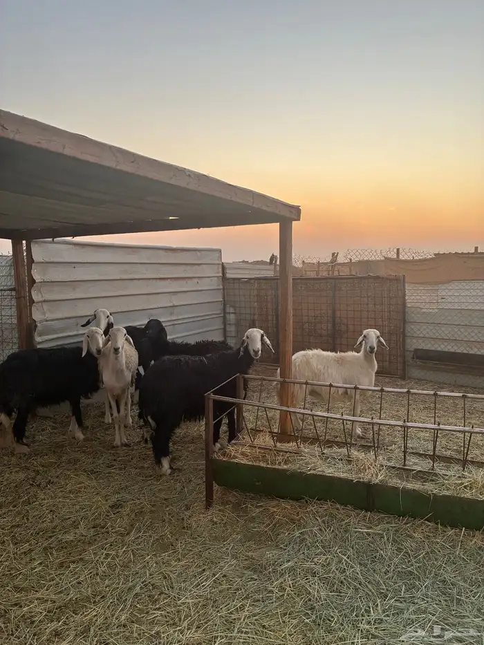 غنم نجد دفيع طيبه 4