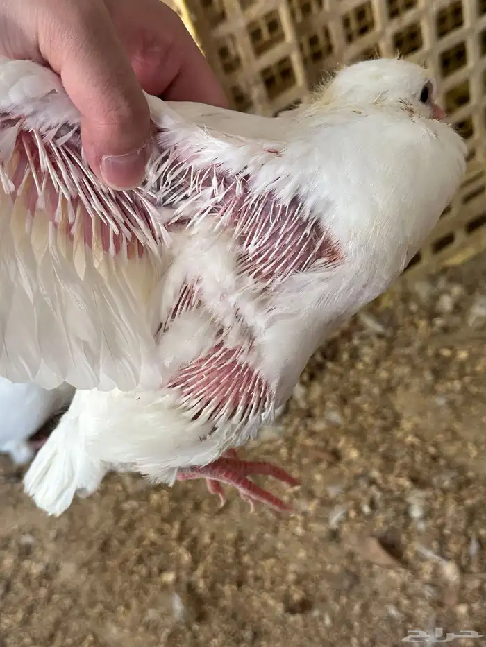 زغاليل حمام فرنسي فاخر 1