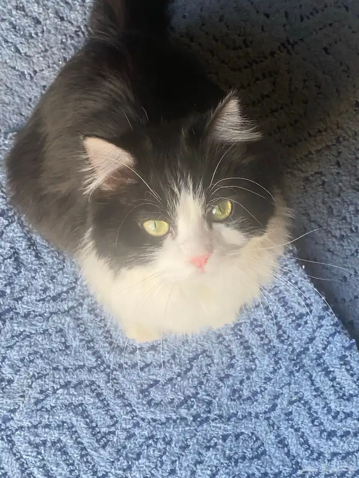 قط مفقود ضائع قطط مكافأة 500 للي يلقاه 1