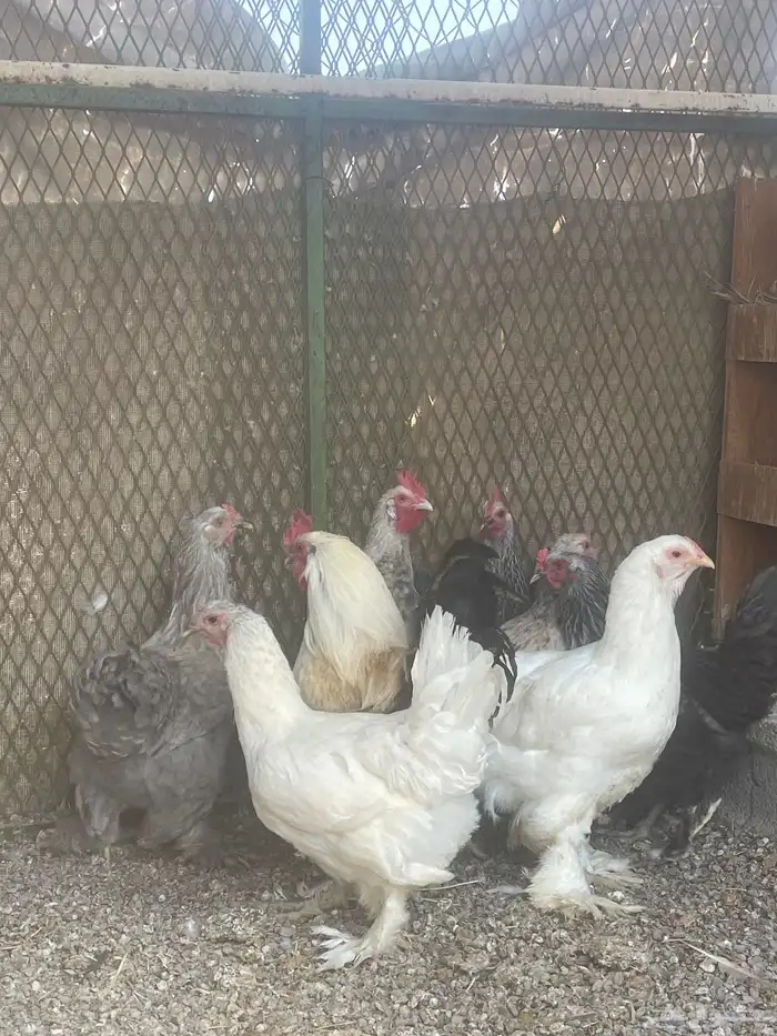 دجاج براهمه للبيع 3