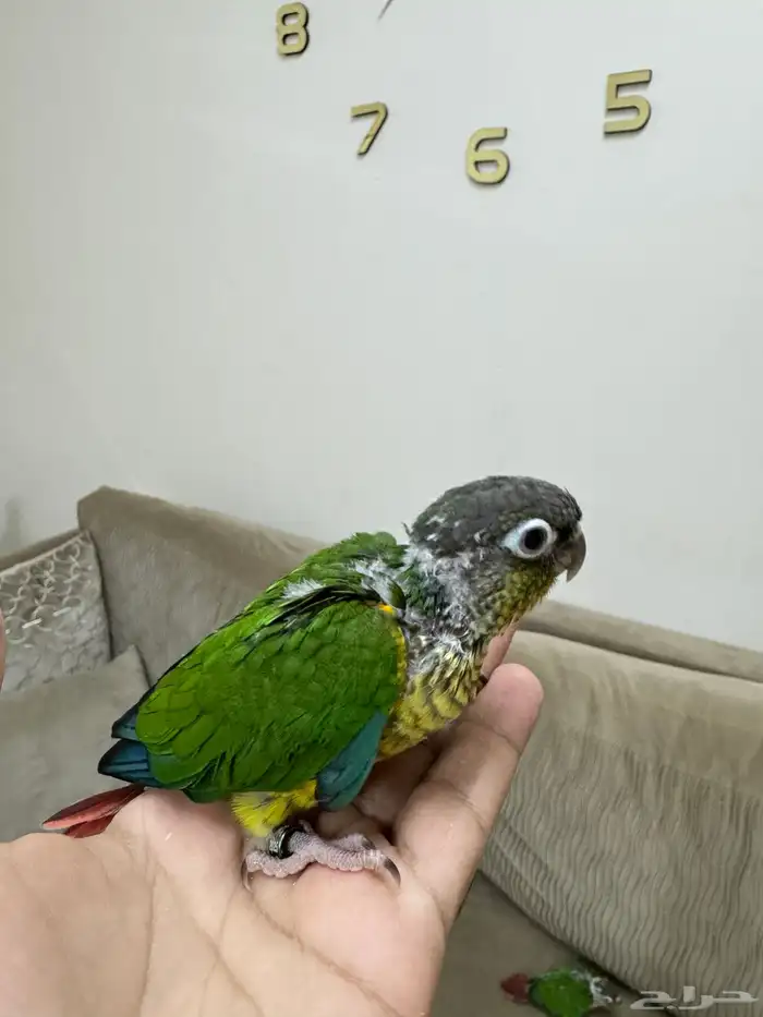 اتوفرت فروخ جديدة ( كنيور -كروان -روز ) 7