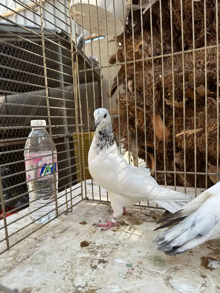 جوز باكستاني موتياء 4