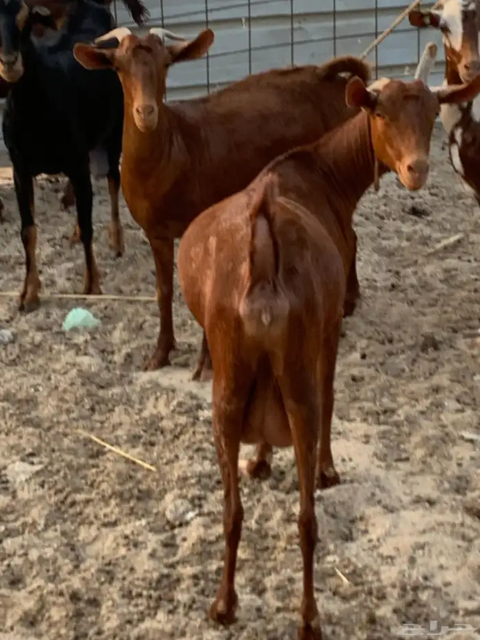 للبيع معزا دهم مواليد 5