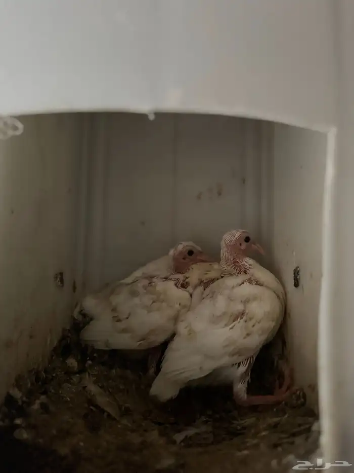 حمام فرنسي 8